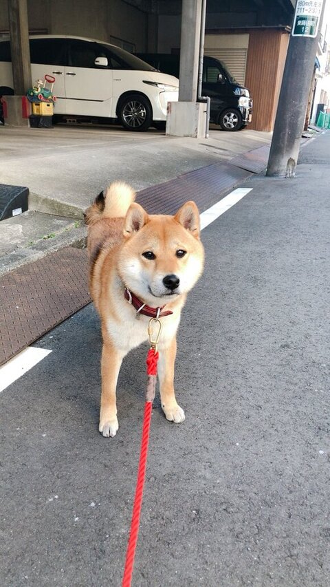 はいちゃんお散歩