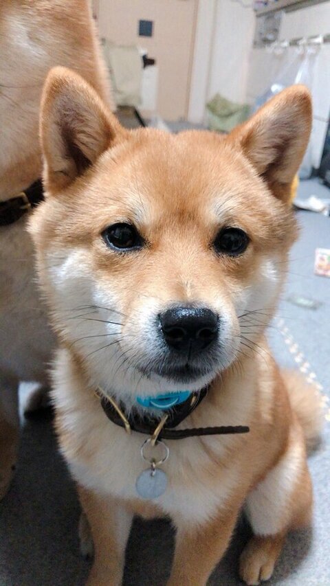 くーちゃん青い首輪