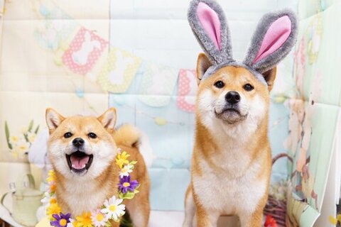 うさ耳つけてるはいちゃん