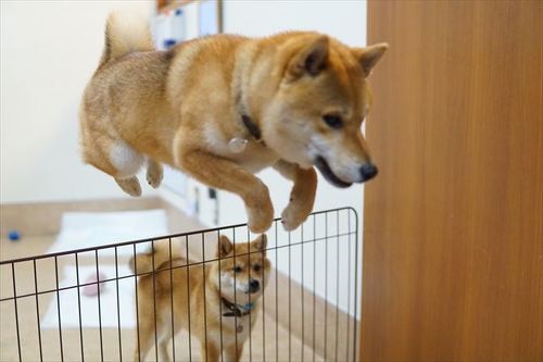 はいちゃんお手本