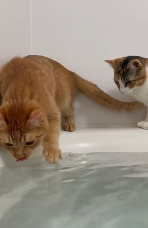 手を入れながらお湯を飲む