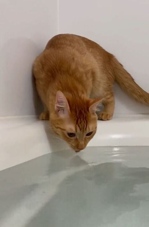 少し舌だしてる