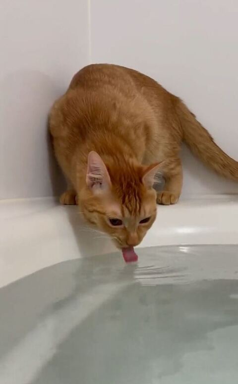 長い舌だしてる