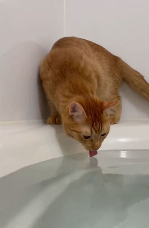 ふたたびお湯飲む