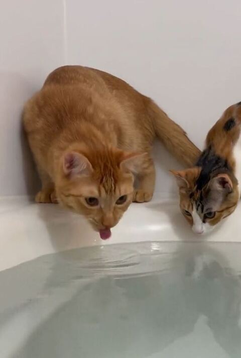 マヨちゃん顔近づける