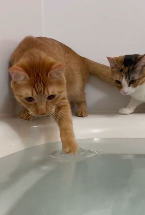 手を入れるツナくん