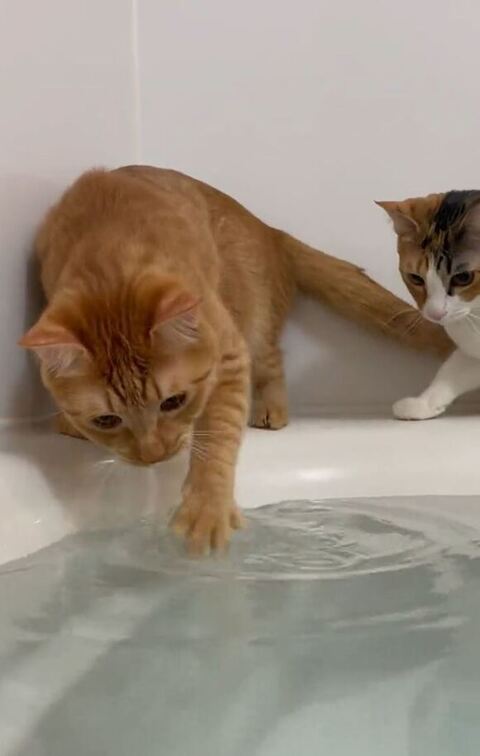 前足をお湯に入れるツナくん