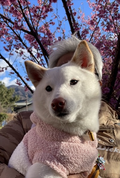 さくらとそらさん