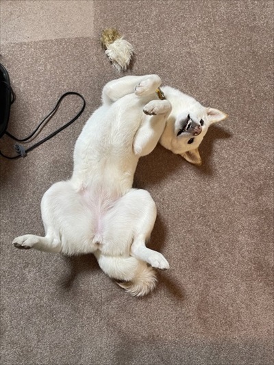 ごはん待ってるそらさん