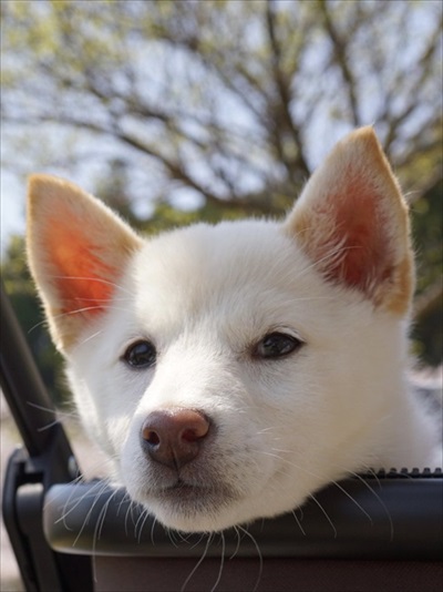 そらさん子犬時代