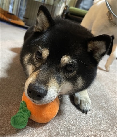 ぬいぐるみくわえたくぅさん