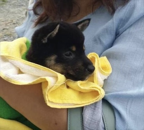 くぅさん子犬時代