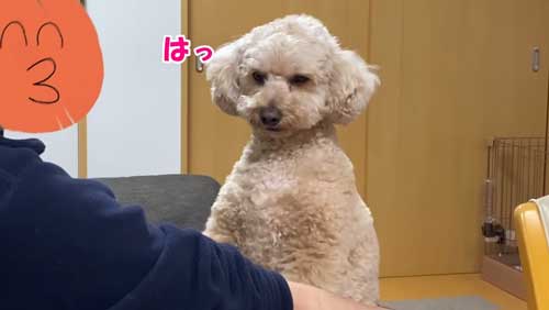 大きいワンコ