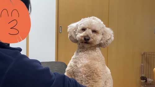 睡魔と戦う犬
