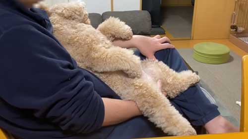 人間みたいなトイプードル