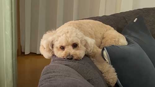 人間みたいな犬