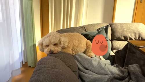 くつろぐトイプードル