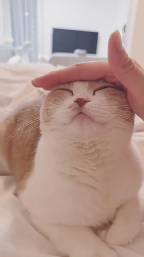 お耳ピーンなコニちゃん