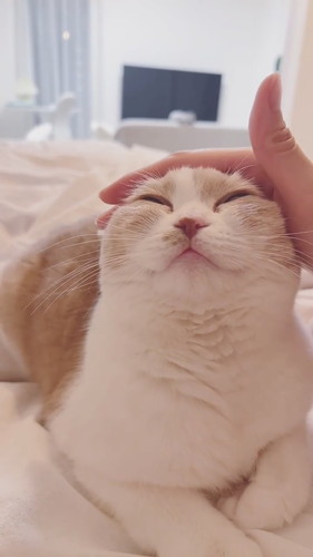 お耳ピーンなコニちゃん