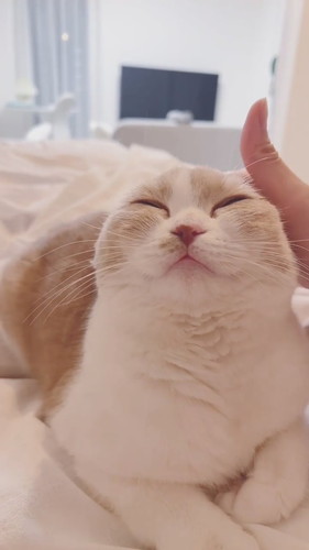 お耳ピーンなコニちゃん