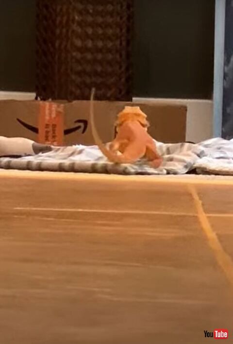 布団にたたずむトカゲ