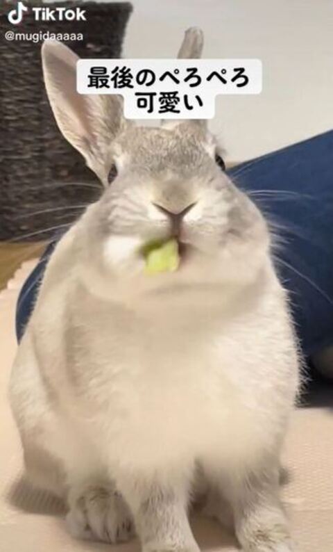 小松菜を食べるむぎくん