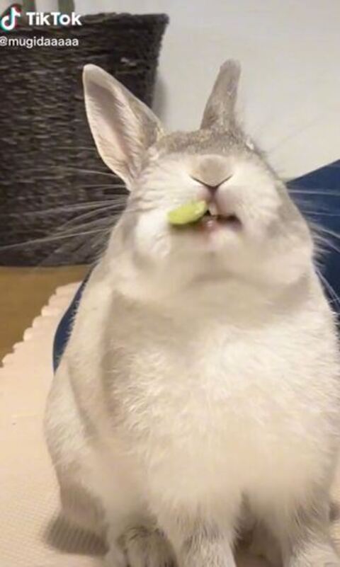 上をむきはじめる