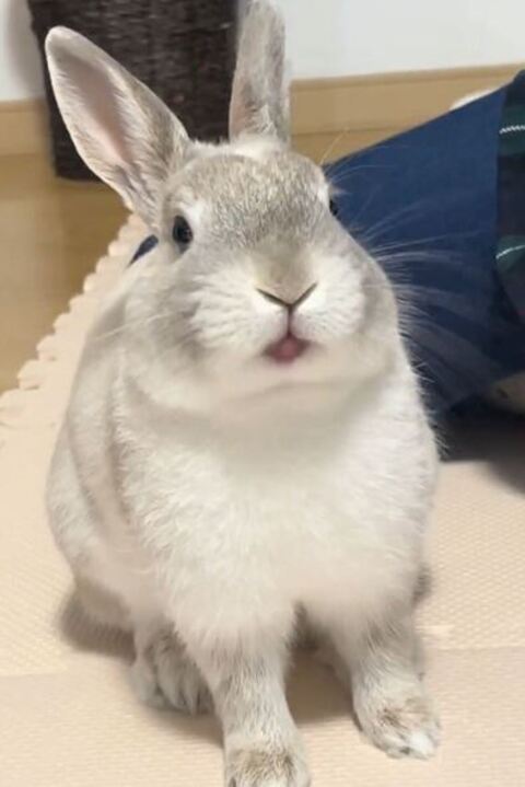 ちょこっと舌だしてる