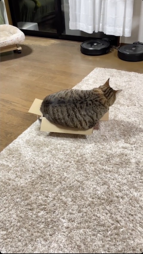 小さな箱からはみ出す猫