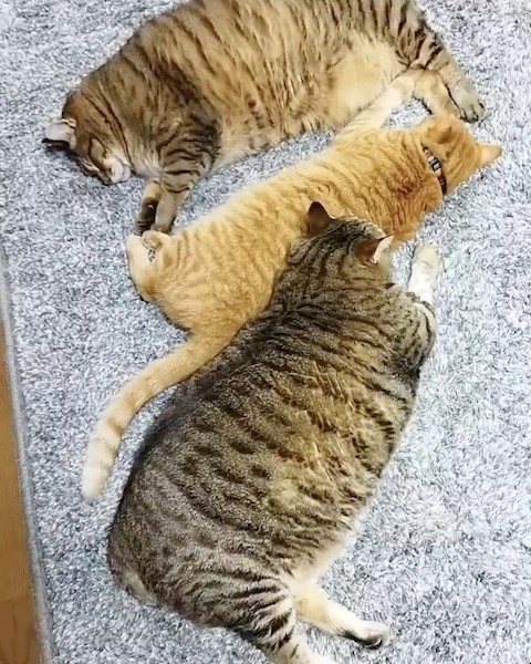 川の字で寝る猫