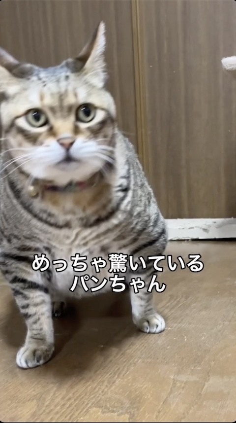 驚く猫