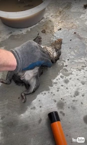 プールで溺れていたリスが元気に