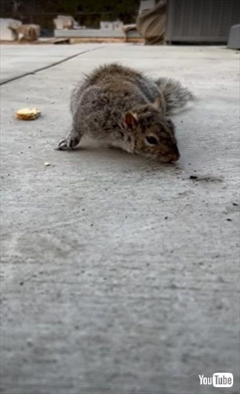 プールで溺れていたリスが元気に