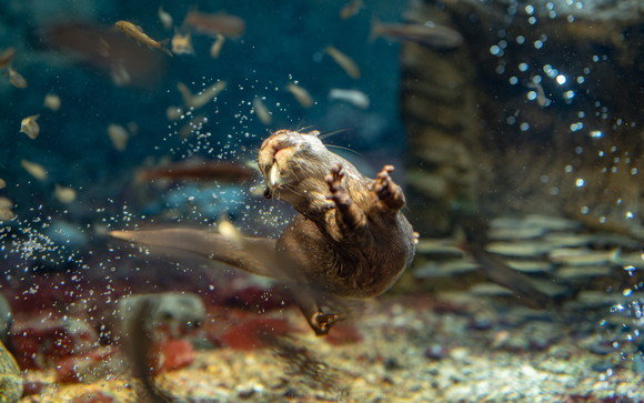 飛び込むカワウソ