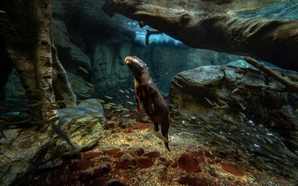 飛び込むカワウソ
