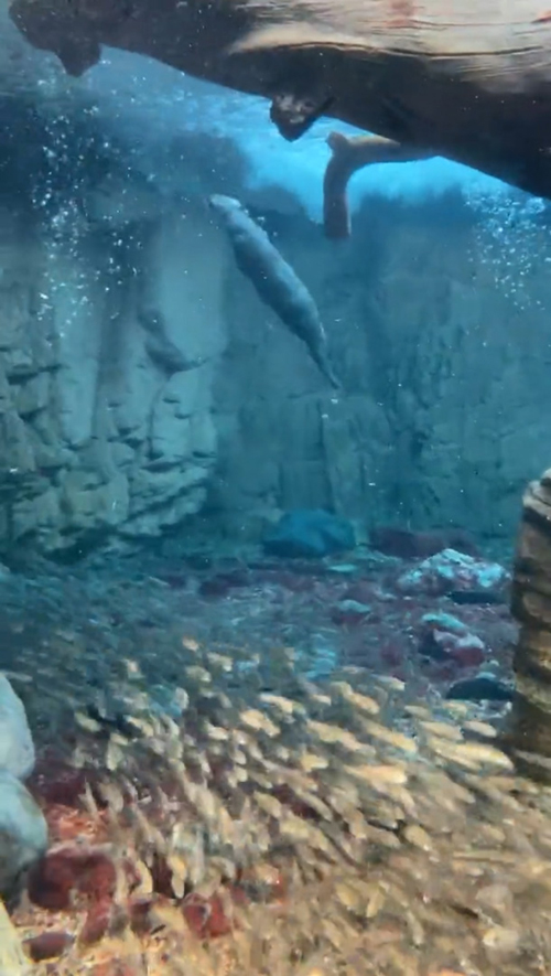 水面に向かって泳ぐカワウソ