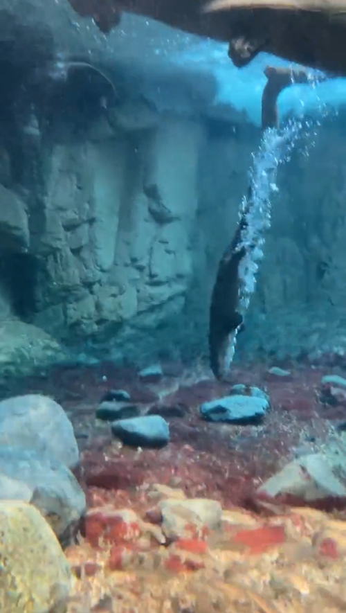 もう1匹のコツメカワウソ