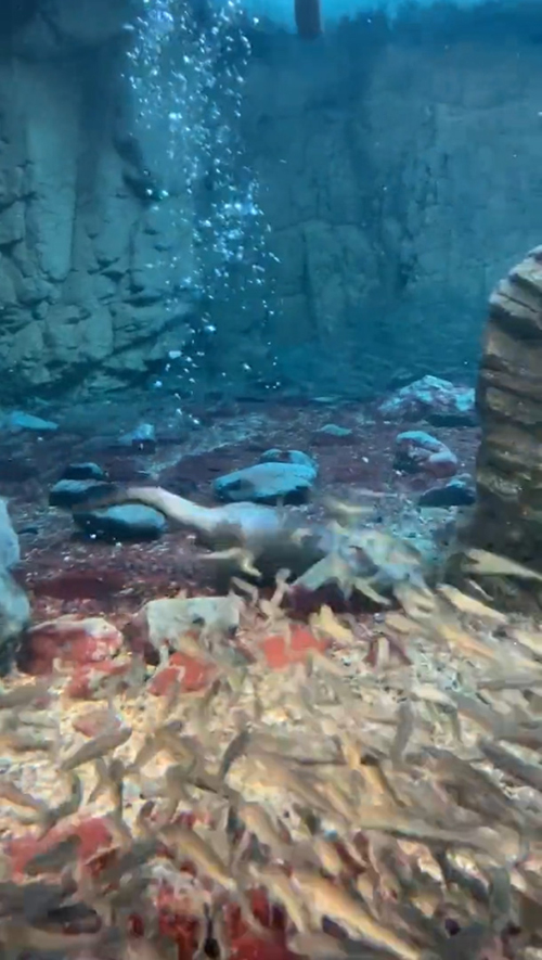 岩に隠れるコツメカワウソ