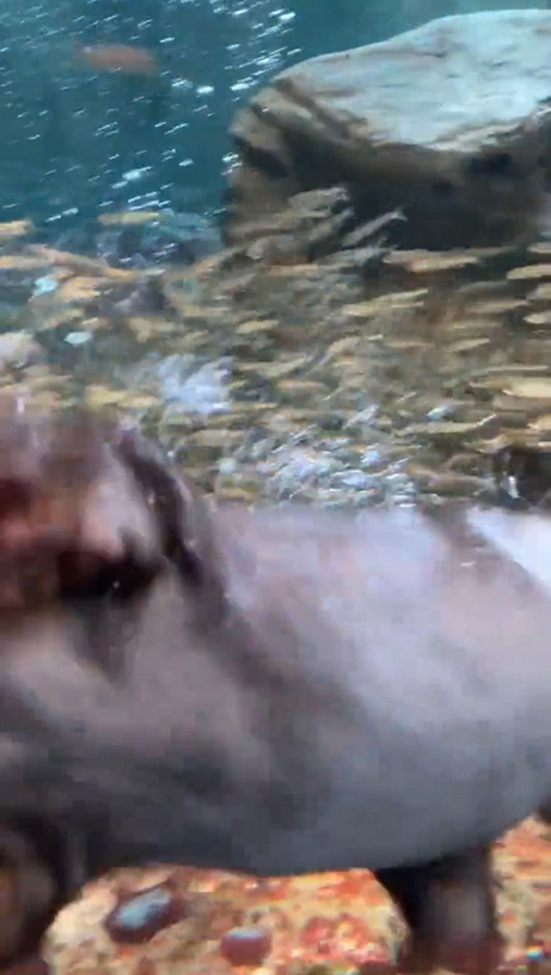 ガラス面にくっつくコツメカワウソ