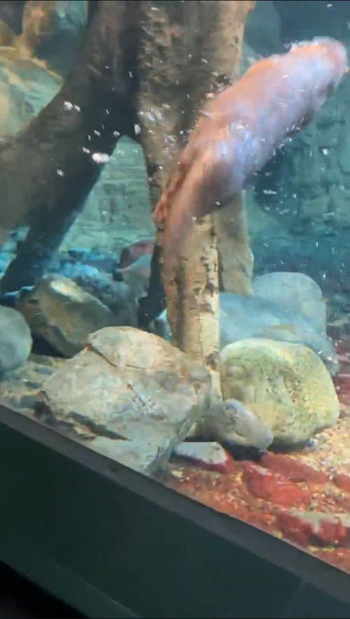 ガラス面から水槽内に戻るコツメカワウソ