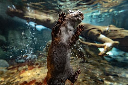 Google貼りつきカワウソ