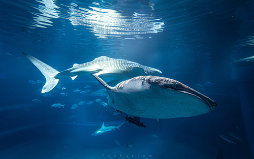 ジンベエザメ2匹