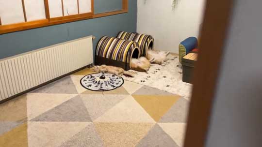 ねこと犬の寝姿