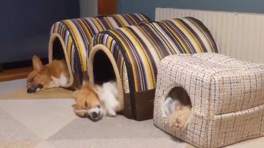 ととろちゃん用ハウス