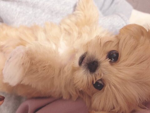 ごろんして上目遣い