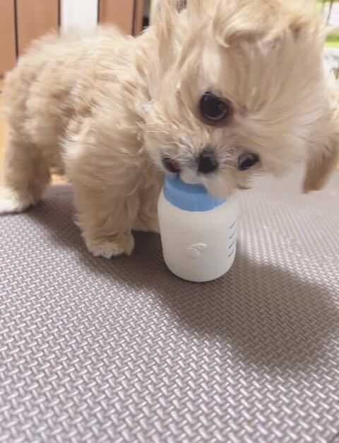 哺乳瓶とキアヌちゃん