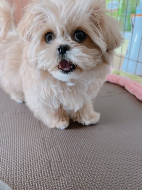 口をあけてるキアヌちゃん