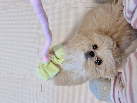 おもちゃをつかんで上を持てる