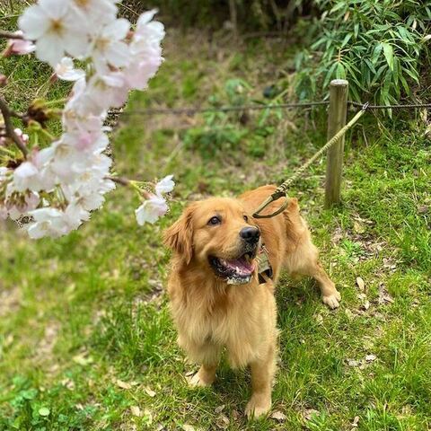 桜とよんくくん