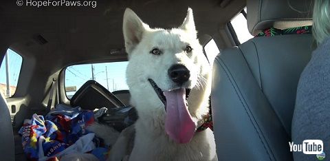 犬の表情アップ